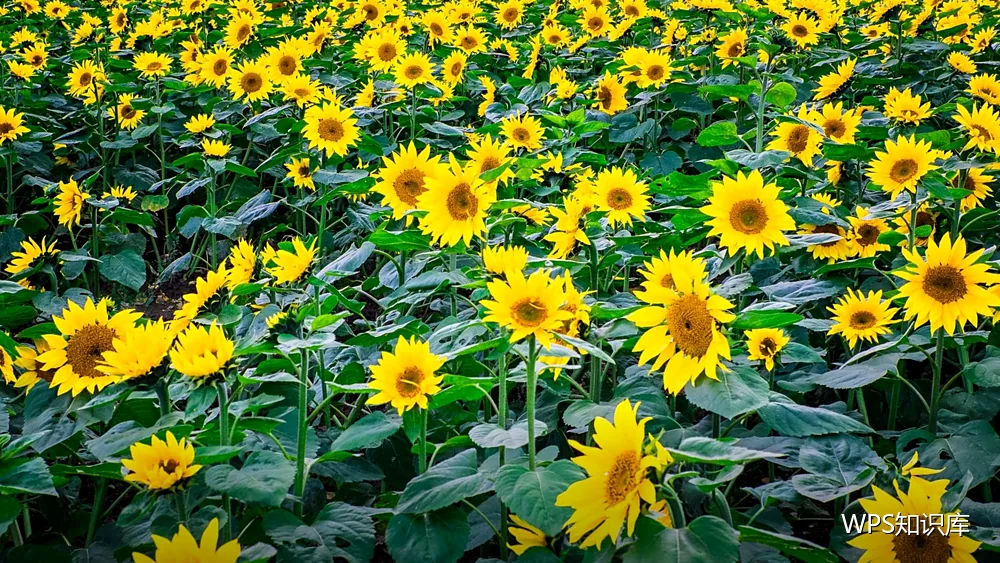 数据整理问答：分列、合并与格式转换